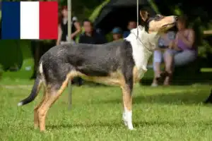 Lire la suite à propos de l’article Éleveurs de colleys et chiots en France