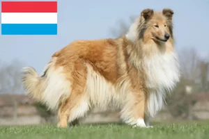 Lire la suite à propos de l’article Éleveurs de colleys et chiots au Luxembourg