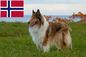 Lire la suite à propos de l’article Éleveurs de colleys et chiots en Norvège