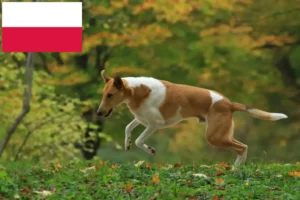 Lire la suite à propos de l’article Éleveurs de colleys et chiots en Pologne