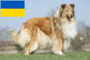 Lire la suite à propos de l’article Éleveurs de colleys et chiots en Ukraine