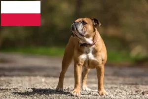 Lire la suite à propos de l’article Éleveurs de Continental Bulldogs et chiots en Pologne