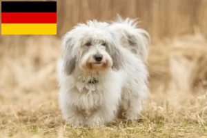 Lire la suite à propos de l’article Coton de Tuléar éleveurs et chiots en Allemagne