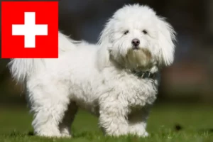 Lire la suite à propos de l’article Coton de Tuléar éleveurs et chiots en Suisse