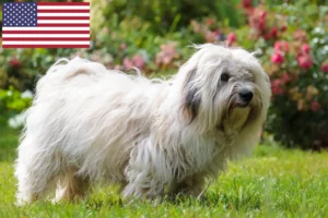 Lire la suite à propos de l’article Coton de Tuléar éleveurs et chiots aux États-Unis