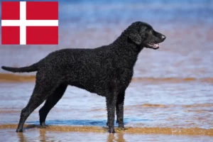 Lire la suite à propos de l’article Éleveurs de Retrievers à poil bouclé et chiots au Danemark