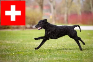 Lire la suite à propos de l’article Eleveurs de Retrievers à poil bouclé et chiots en Suisse