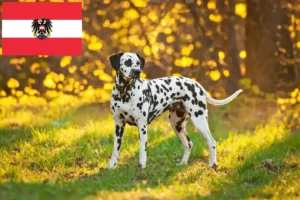 Lire la suite à propos de l’article Éleveurs de dalmatiens et chiots en Autriche