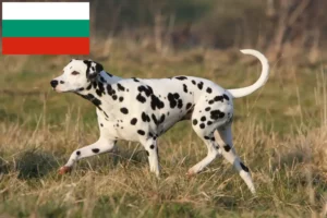 Lire la suite à propos de l’article Éleveurs de dalmatiens et chiots en Bulgarie