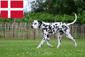 Lire la suite à propos de l’article Éleveurs de dalmatiens et chiots au Danemark