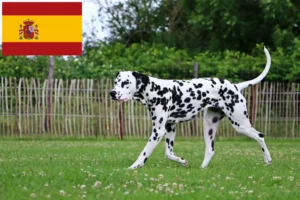 Lire la suite à propos de l’article Éleveurs de dalmatiens et chiots en Espagne