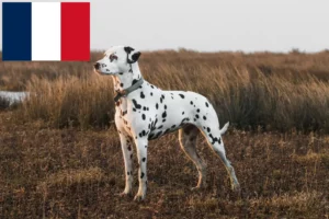 Lire la suite à propos de l’article Éleveurs de dalmatiens et chiots en France