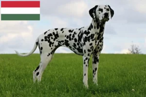 Lire la suite à propos de l’article Éleveurs de dalmatiens et chiots en Hongrie