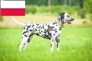 Lire la suite à propos de l’article Éleveurs de dalmatiens et chiots en Pologne