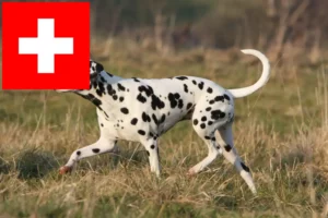 Lire la suite à propos de l’article Eleveurs de dalmatiens et chiots en Suisse