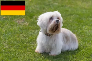 Lire la suite à propos de l’article Dandie Dinmont Terrier éleveurs et chiots en France