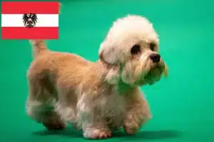 Lire la suite à propos de l’article Dandie Dinmont Terrier éleveurs et chiots en Autriche