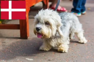 Lire la suite à propos de l’article Dandie Dinmont Terrier éleveurs et chiots au Danemark