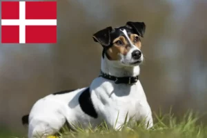 Lire la suite à propos de l’article Danish-Swedish Farmdog éleveurs et chiots au Danemark