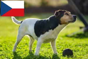 Lire la suite à propos de l’article Danish-Swedish Farmdog Éleveurs et chiots en République tchèque