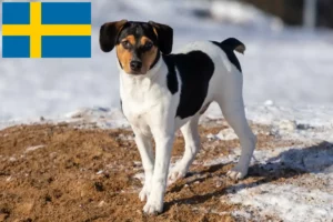 Lire la suite à propos de l’article Danish-Swedish Farmdog Éleveurs et chiots en Suède
