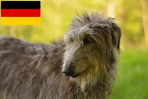 Lire la suite à propos de l’article Éleveurs de Deerhounds et chiots en Allemagne