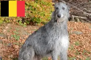 Lire la suite à propos de l’article Éleveurs de Deerhounds et chiots en Belgique