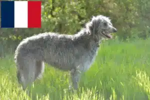 Lire la suite à propos de l’article Éleveurs de Deerhounds et chiots en France