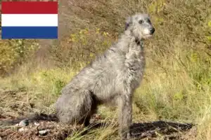 Lire la suite à propos de l’article Éleveurs de Deerhounds et chiots aux Pays-Bas