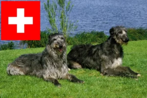 Lire la suite à propos de l’article Éleveurs de Deerhounds et chiots en Suisse