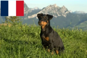 Lire la suite à propos de l’article Eleveurs de Terriers de chasse allemands et chiots en France