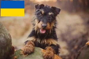 Lire la suite à propos de l’article Eleveurs de terriers de chasse allemands et chiots en Ukraine