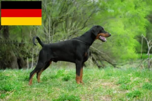 Lire la suite à propos de l’article Éleveurs de dobermans et chiots en Allemagne