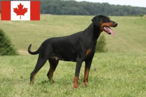 Lire la suite à propos de l’article Éleveurs de dobermans et chiots au Canada