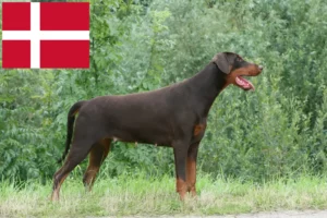 Lire la suite à propos de l’article Dobermann éleveurs et chiots au Danemark