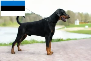 Lire la suite à propos de l’article Éleveurs de dobermans et chiots en Estonie