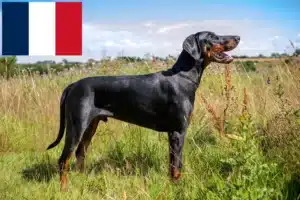 Lire la suite à propos de l’article Dobermann éleveurs et chiots en France