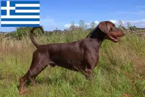 Lire la suite à propos de l’article Éleveurs de dobermans et chiots en Grèce