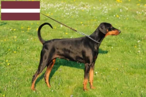 Lire la suite à propos de l’article Éleveurs de dobermans et chiots en Lettonie