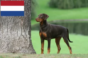 Lire la suite à propos de l’article Éleveurs de dobermans et chiots aux Pays-Bas