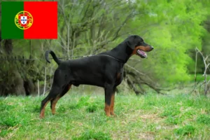 Lire la suite à propos de l’article Éleveurs de dobermans et chiots au Portugal