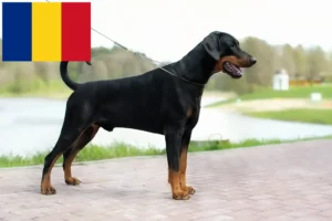 Lire la suite à propos de l’article Dobermann éleveurs et chiots en Roumanie