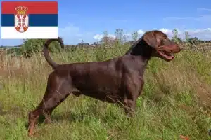 Lire la suite à propos de l’article Dobermann éleveurs et chiots en Serbie