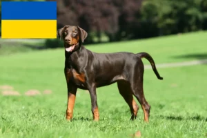 Lire la suite à propos de l’article Dobermann éleveurs et chiots en Ukraine