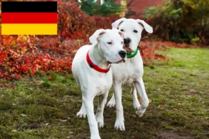 Lire la suite à propos de l’article Dogo Argentino éleveurs et chiots en Allemagne