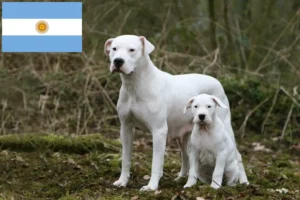 Lire la suite à propos de l’article Dogo Argentino éleveurs et chiots en Argentine