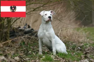 Lire la suite à propos de l’article Dogo Argentino éleveurs et chiots en Autriche