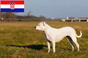 Lire la suite à propos de l’article Dogo Argentino éleveurs et chiots en Croatie