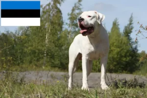 Lire la suite à propos de l’article Éleveurs de Dogo Argentino et chiots en Estonie