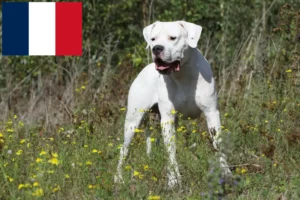 Lire la suite à propos de l’article Dogo Argentino éleveurs et chiots en France